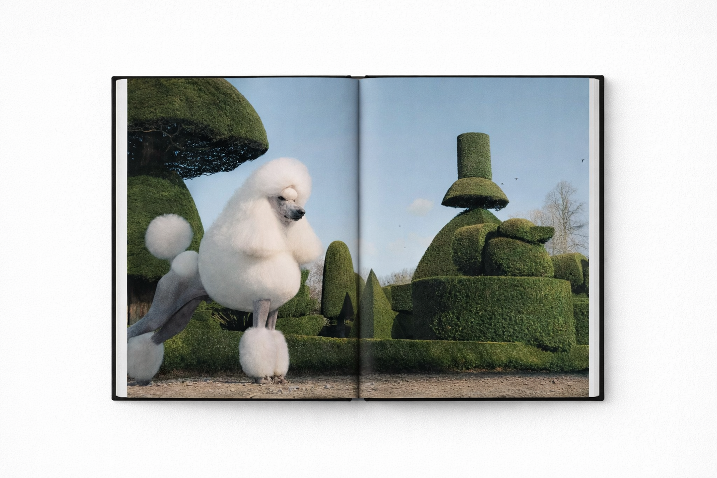 Dogs Book